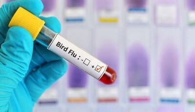 Bird Flu: Symptoms, Treatment, and Prevention